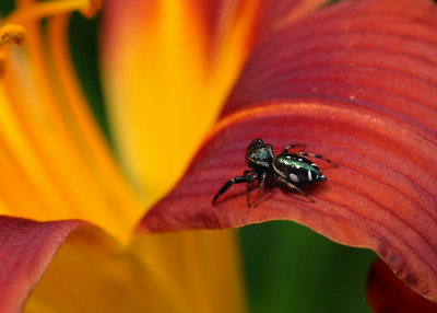 SMALL SPIDER - ISO 1600