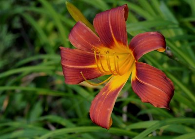 FLOWER - ISO 1600