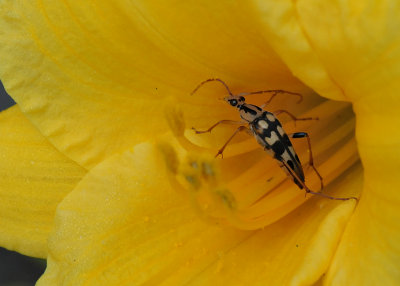COLLECTING POLLEN - ISO 1600