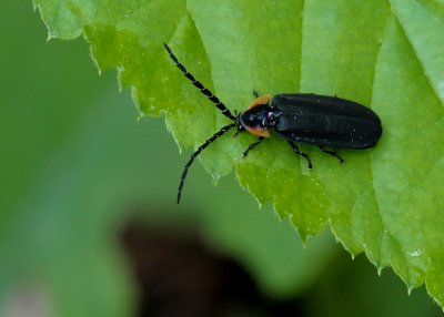 BUG - ISO 1600