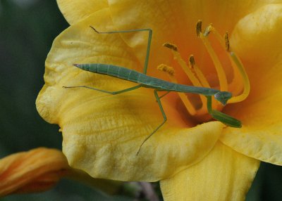 BABY PRAYING MANTIS - ISO 1600