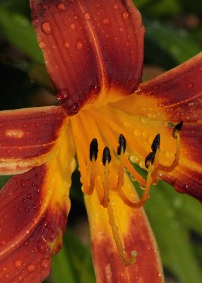AFTER RAIN - ISO 1600 - WITH NOSE REDUCTION IN NOISE NINJA