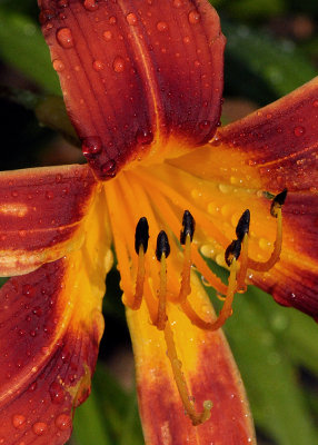 AFTER RAIN - ISO 1600 - NO POST-PROCESSING NOISE REDUCTION