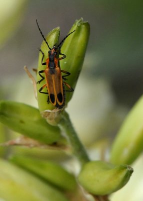 BUG2s.jpg