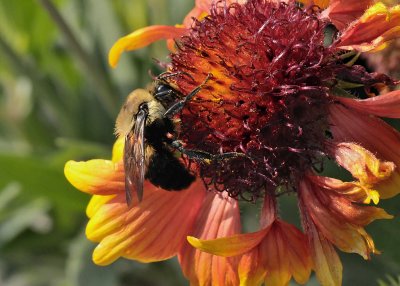 GETTING POLLEN