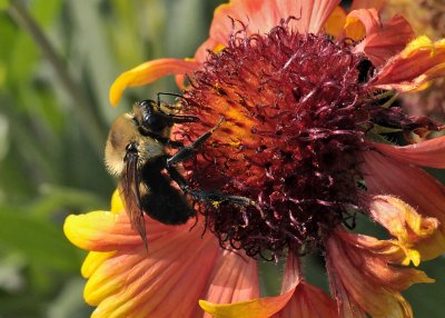 PRETTY POLLEN