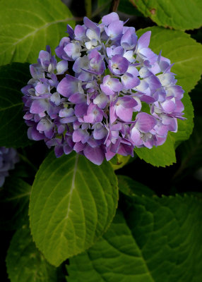 PRETTY IN PURPLE