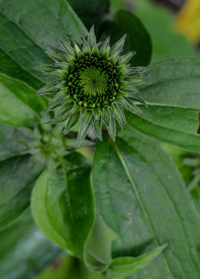 BEGINNINGS OF A FLOWER