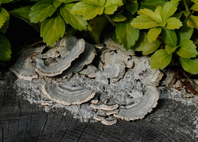 MUSHROOMS ON A STUMP