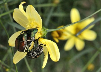 MENAGE A TROIS.....JAPANESE BEETLE STYLE
