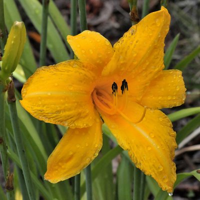 GOLDEN BEAUTY - ISO 1600