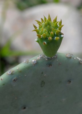 LIFE CYCLE OF A CACTUS FLOWER - PHOTO 1 OF 6