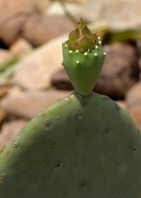 LIFE CYCLE OF A CACTUS FLOWER - PHOTO 2 OF 6