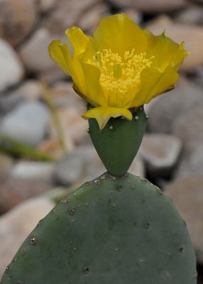 LIFE CYCLE OF A CACTUS FLOWER - PHOTO 3 OF 6