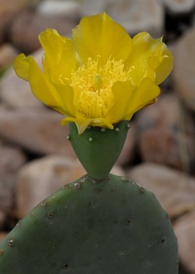 LIFE CYCLE OF A CACTUS FLOWER - PHOTO 4 OF 6