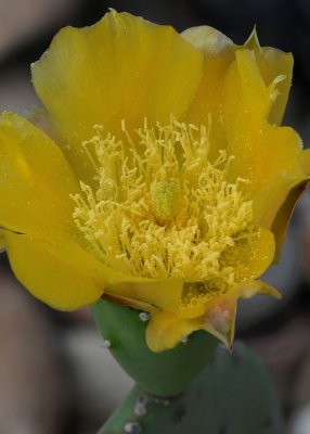 LIFE CYCLE OF A CACTUS FLOWER - PHOTO 5 OF 6
