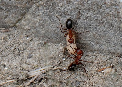 GETTING A HELPING HAND WITH THE FOOD SUPPLY - ISO 1600