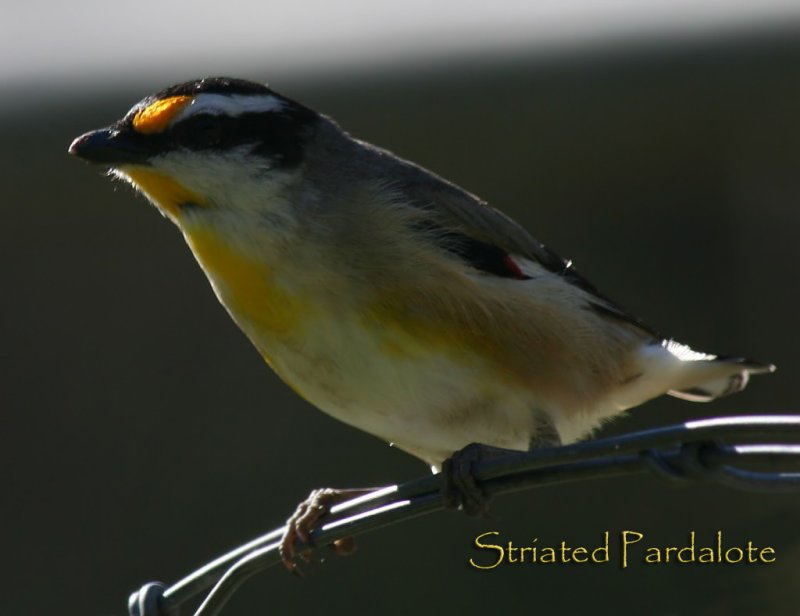 pardalote