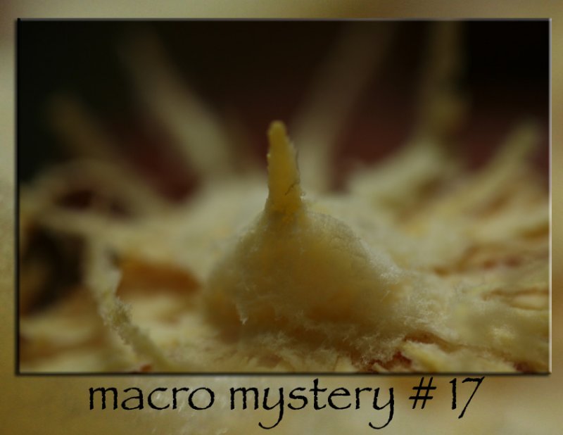 maco mystery # 17