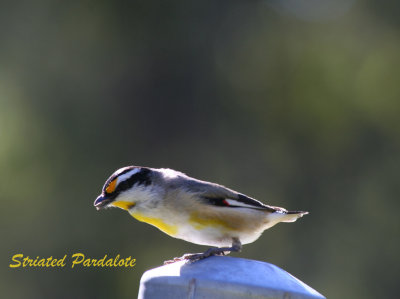 pardalote