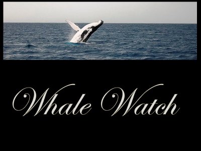 Whale Watch ~ Hervey Bay ~