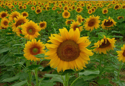 Farmland Sunflowers