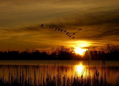 Another Ducky Sunrise!