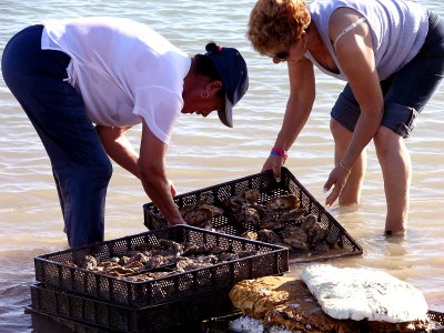 Harvesting Oysters