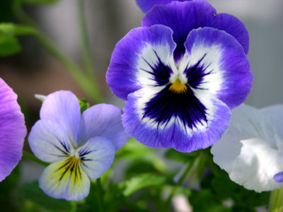 The Pansy's
