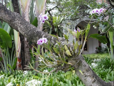 Singapore orchids