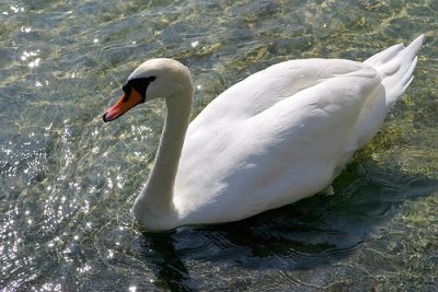 Le Cygne