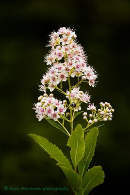 Little Bouquet...