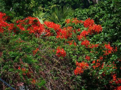 Flame trees