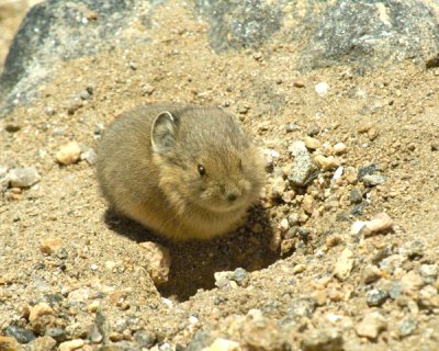 Pika (Ochotona princeps)