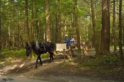 Carriage Ride in Cades Cove