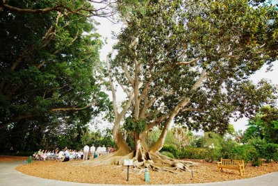 Marie Selby Gardens wedding