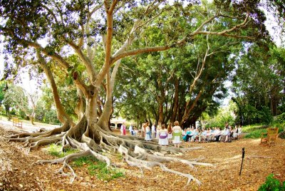 Marie Selby Gardens wedding