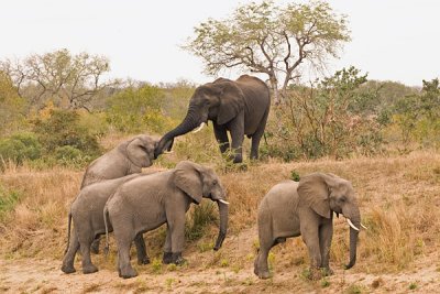 Elephants at dam