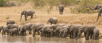 Elephants at dam