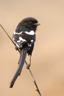 Long Tailed Shrike