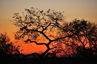 Elephant Plains Sunset