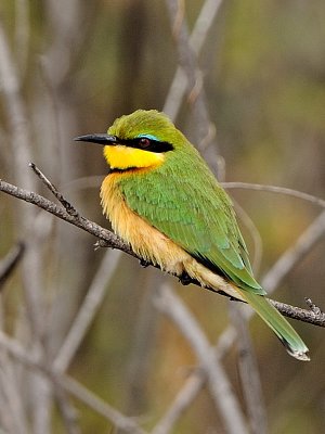 Bee Eater 7
