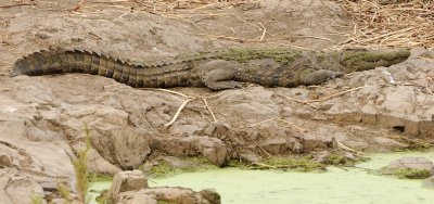 Crocodile 3