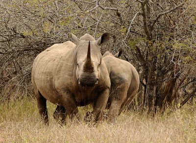 Rhino challenging