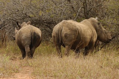 Rhino leaving