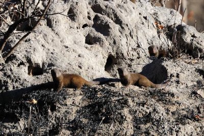 Dwarf Mongoose Family