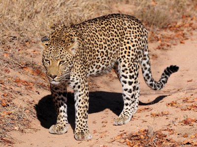 Leopard 30