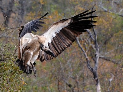 Vultures Landing