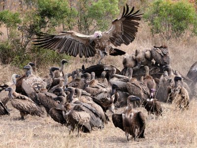 Vulture Party
