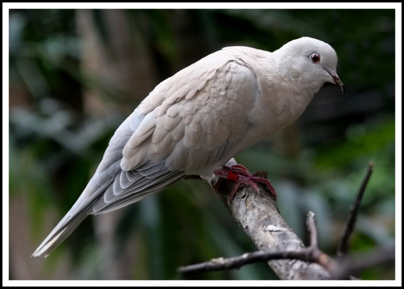 A Gentle Bird